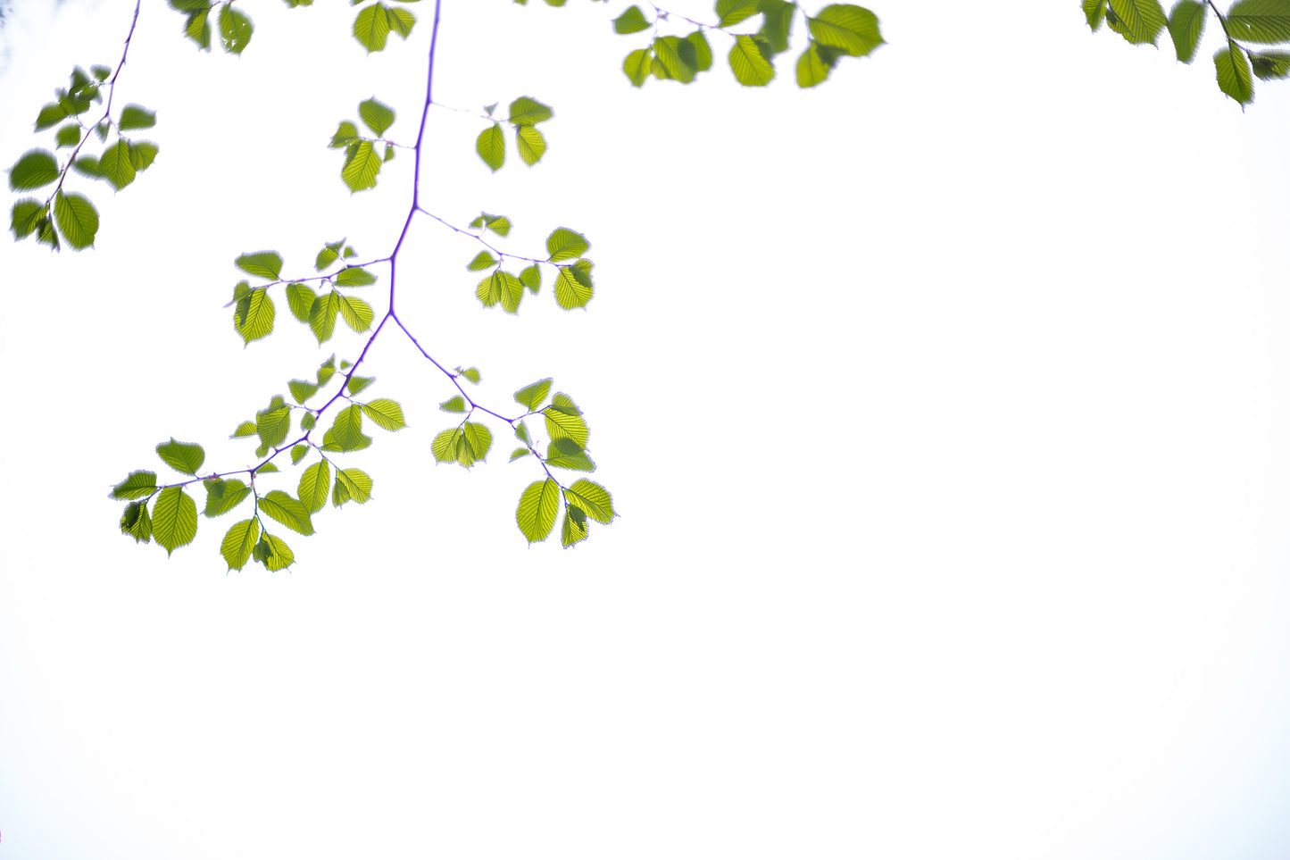 Filigrane Buchenblätter vor strahlend hellem Himmel