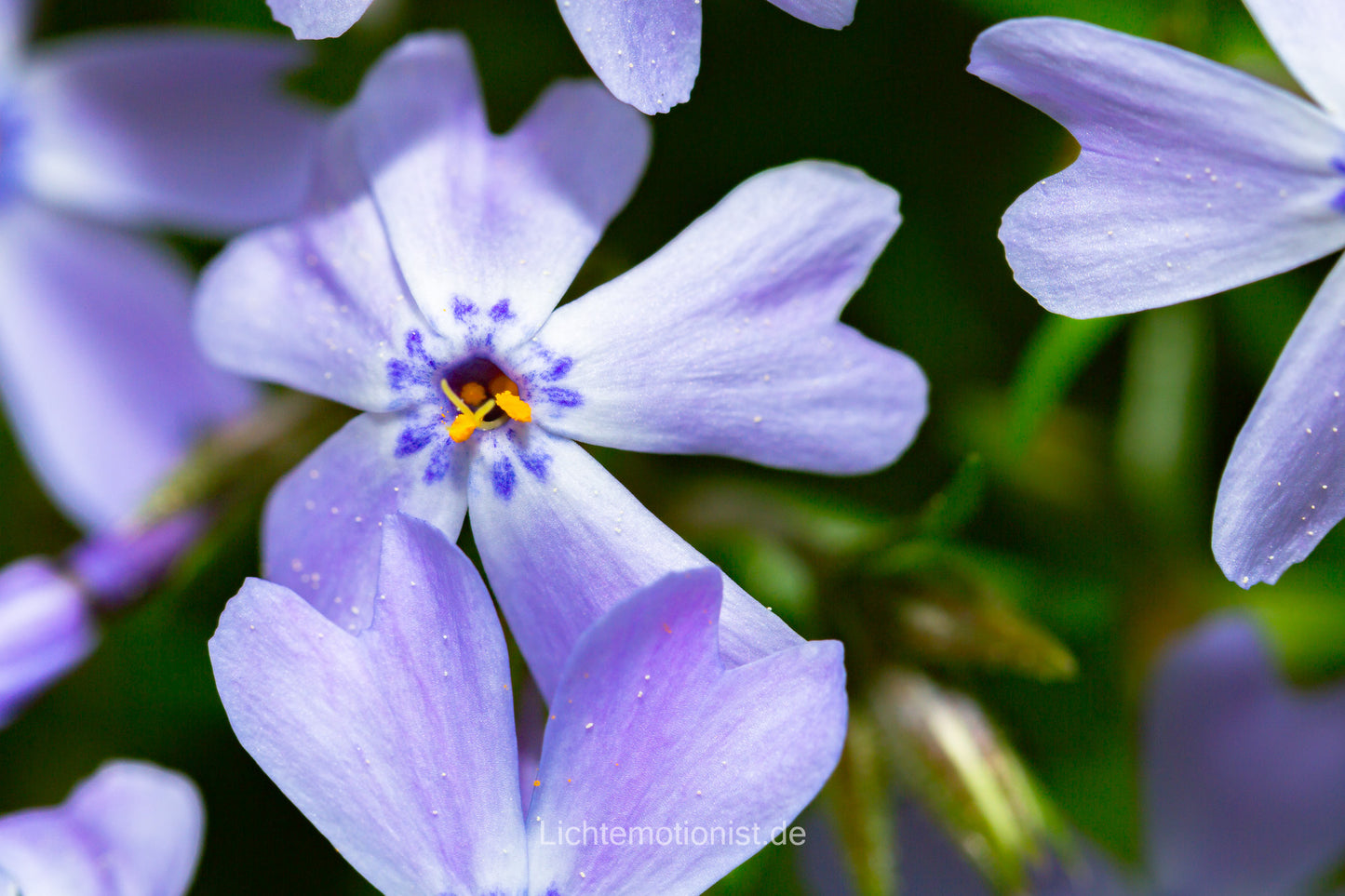 Polster-Phlox im Detail (1)