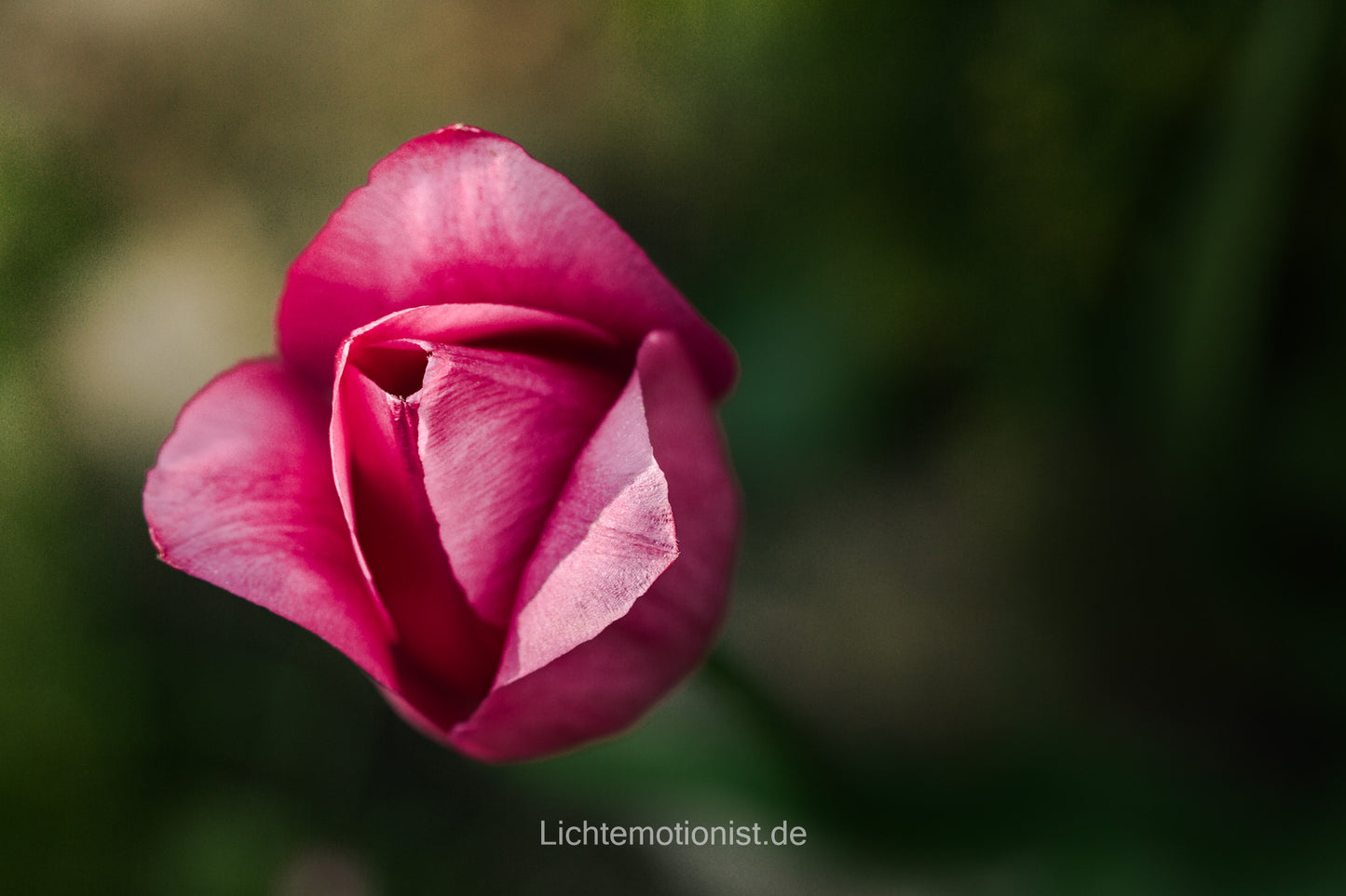 Eleganz in der Blütenhülle