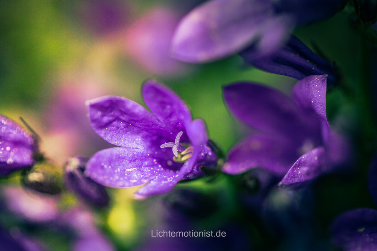 Glockenblumen-Makro: Feinste Details in Lila