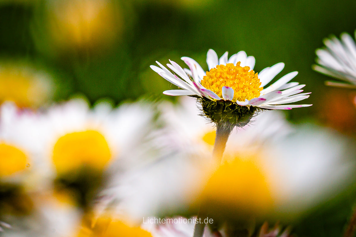Strahlendes Gänseblümchen