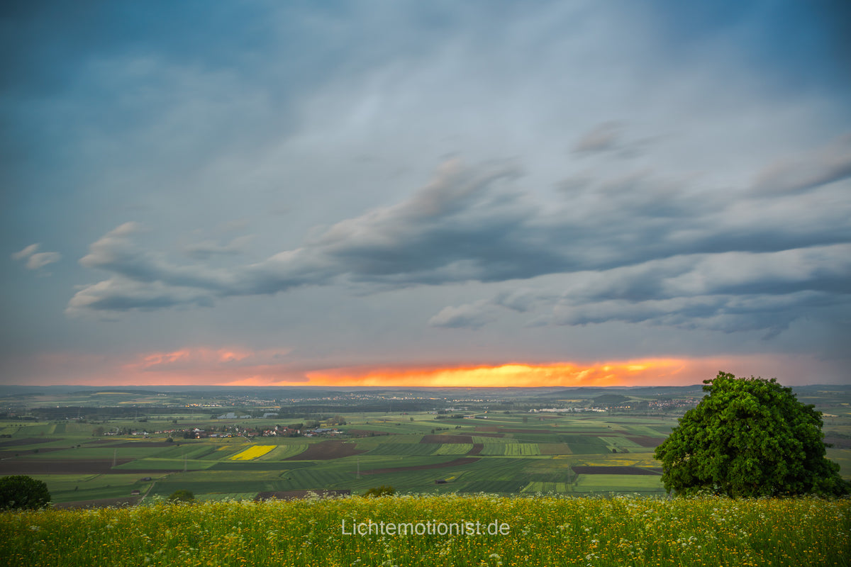 Blumenwiese mit Weitblick