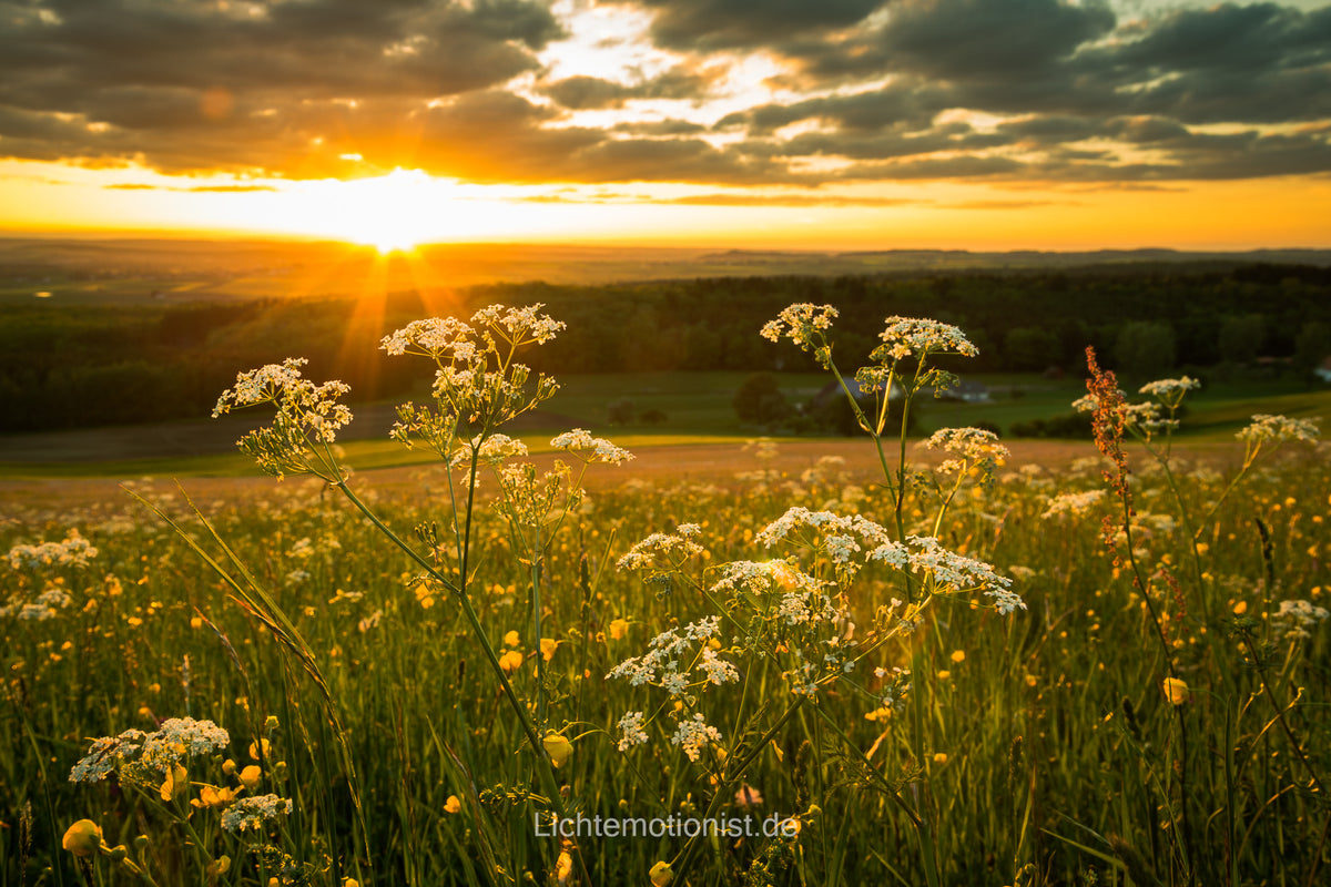 Wiesenblumen im goldenen Abendlicht