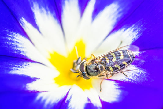 Detailaufnahme von Blume und Insekt