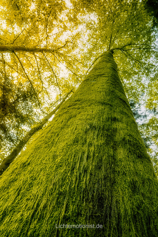 Moosbedeckter Baum