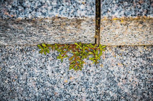 Natur durch Stein