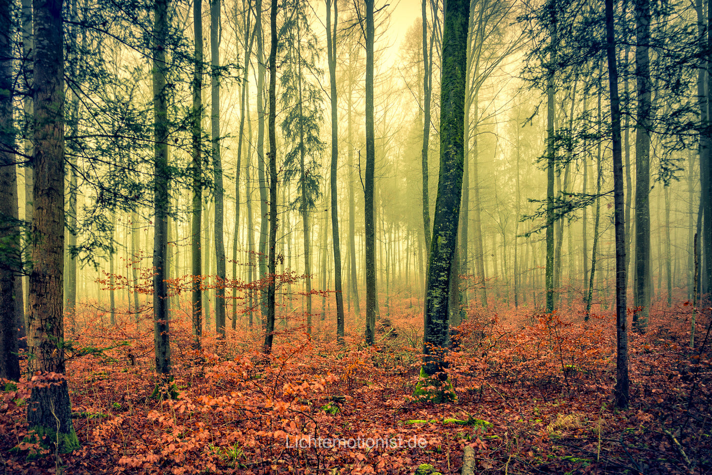 Nebel im Buchenwald