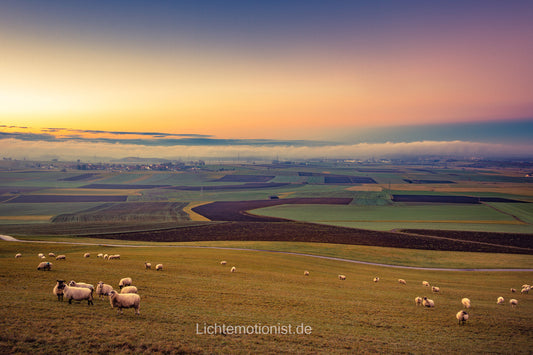 Morgenidylle mit Schafen