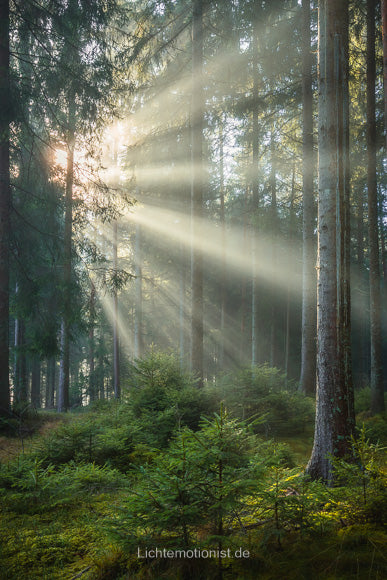 Nebel im Wald