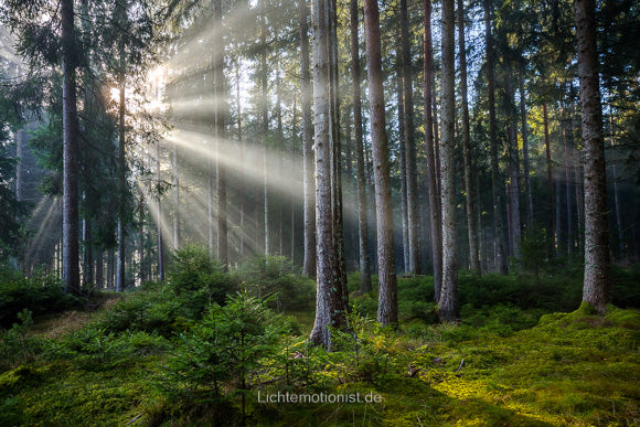 Nebel im Wald