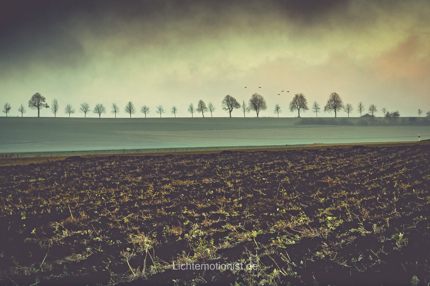 Eine Baumgruppe im Nebel