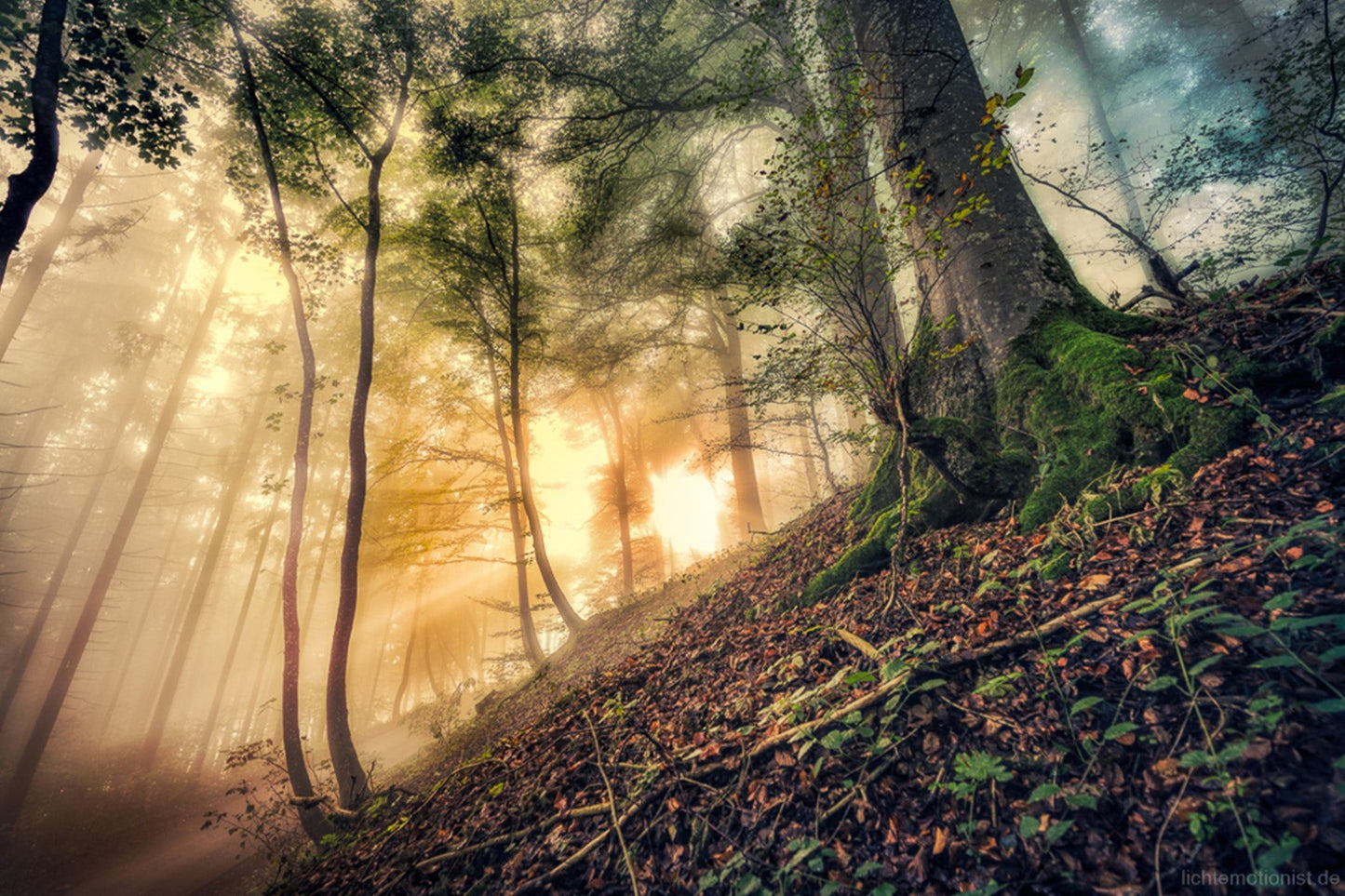 Sonne macht goldenen Nebel im Herbstwald