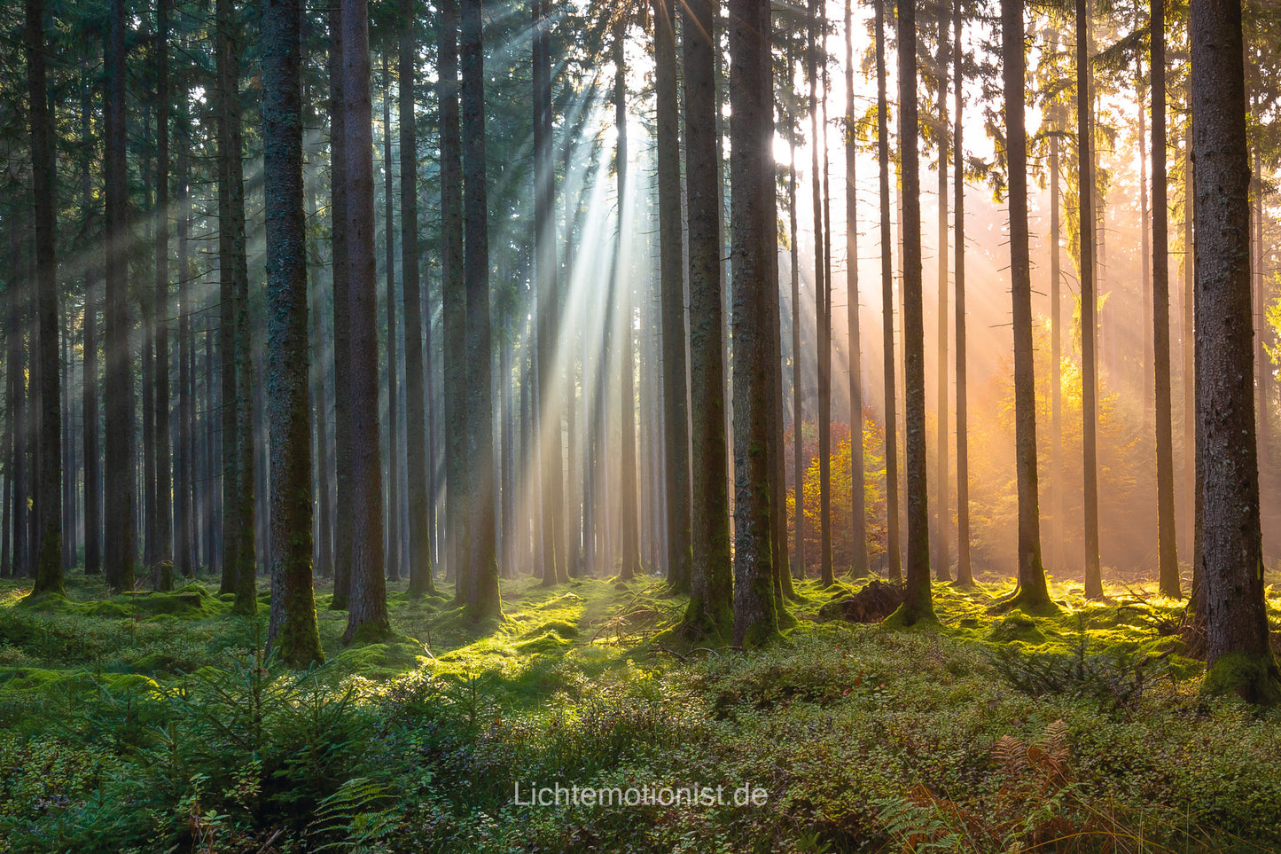 Wald Farbenspiel