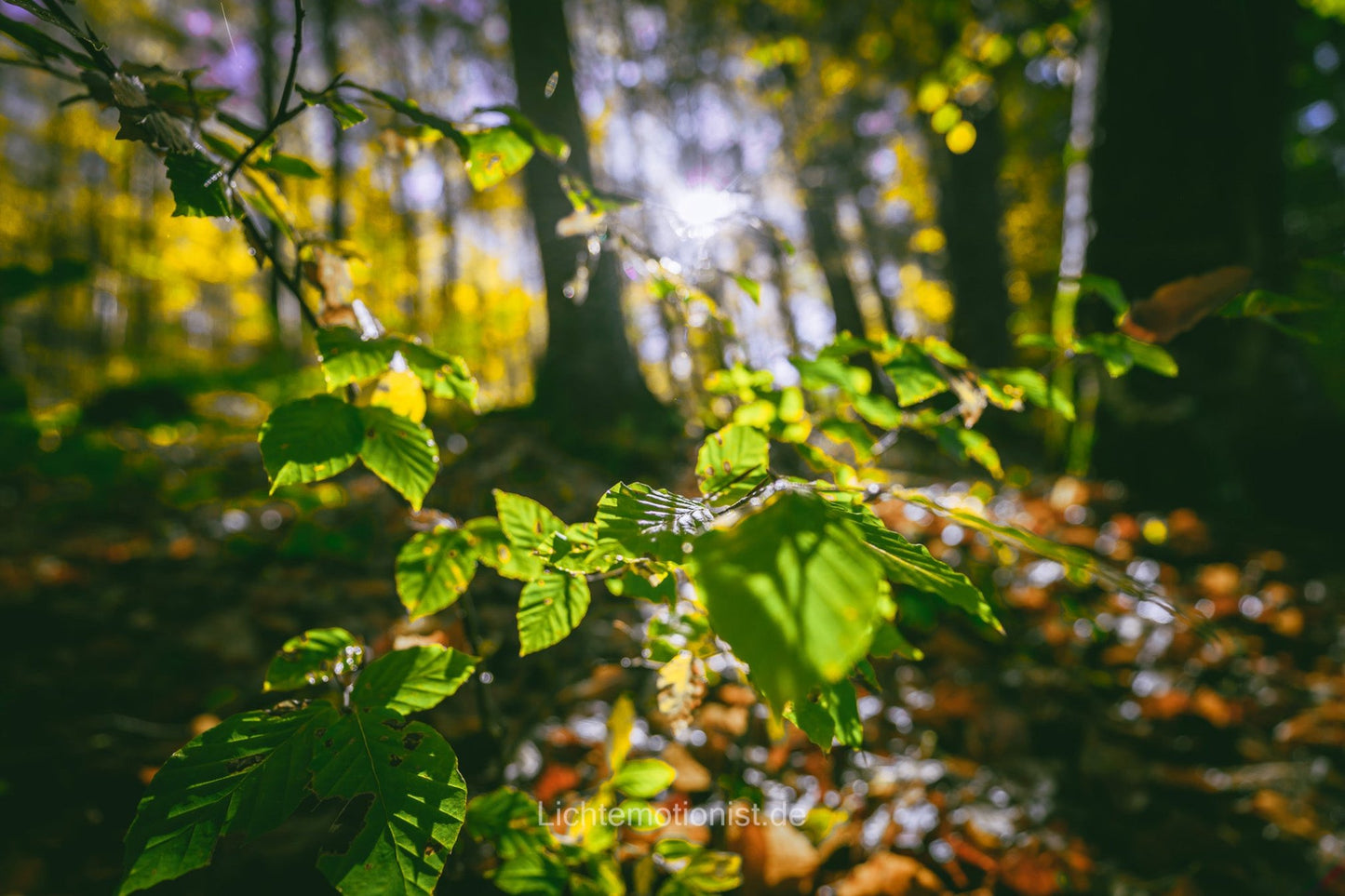 Strahlend grüne Blätter
