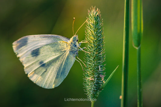 Schmetterling auf Spitzwegerich