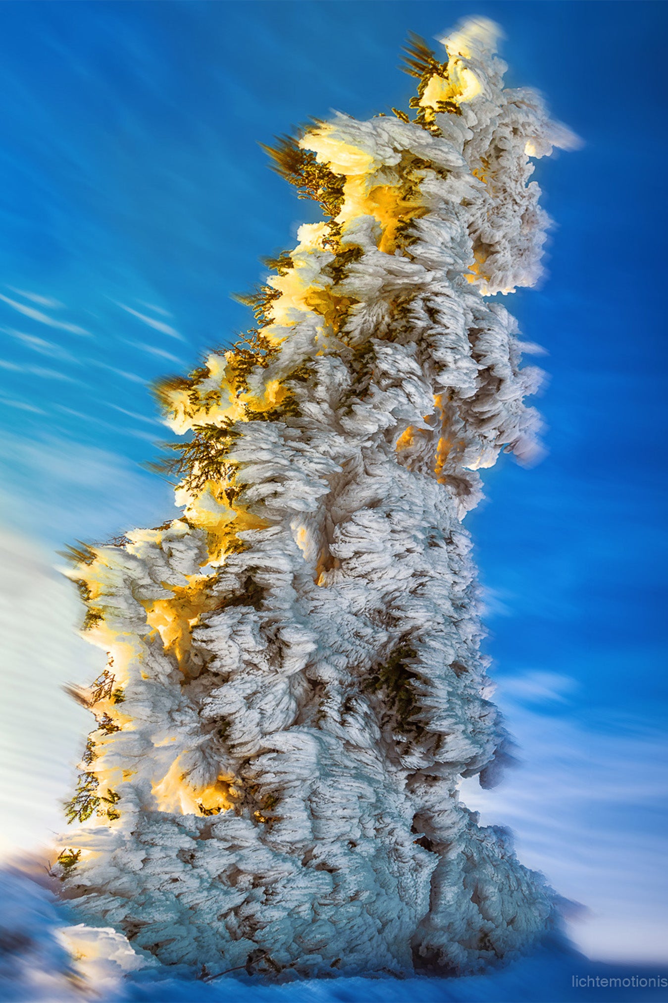 Vereister Baum auf dem Feldberg