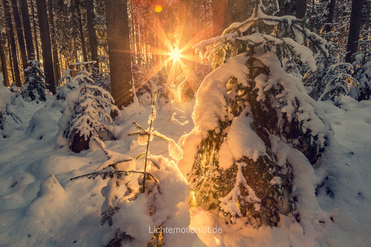 Goldene Sonne durchbricht den finsteren Schwarzwald