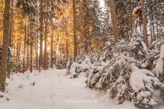 Goldenes Morgenlicht im verschneiten Winterwald