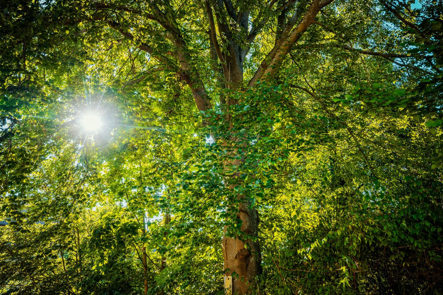 Strahlender Baum 1