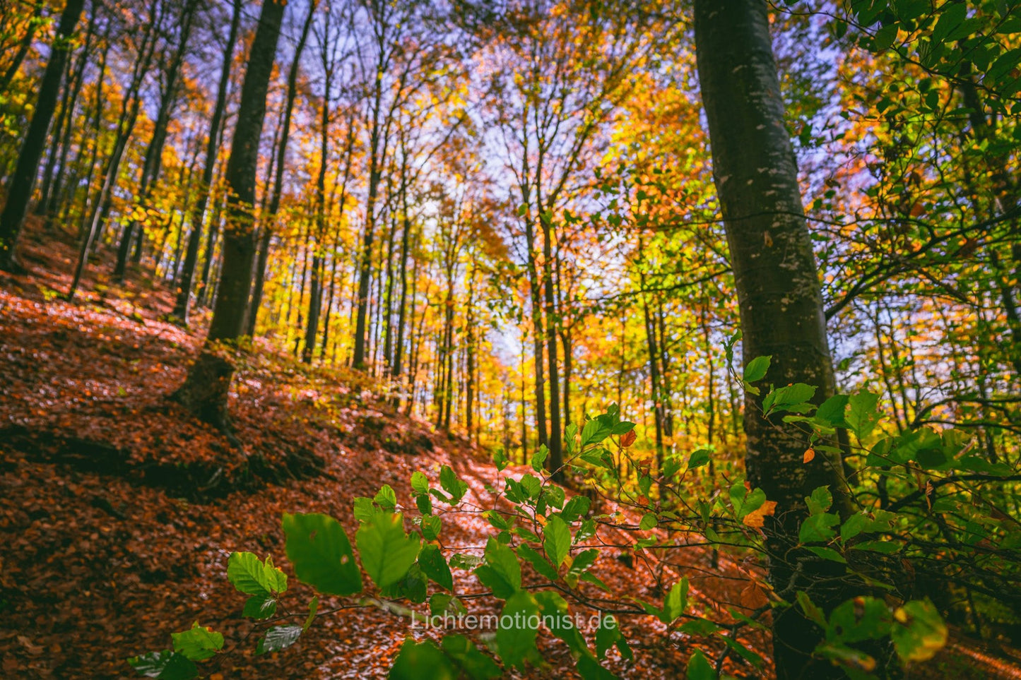 Sonne lässt den Herbstwald strahlen