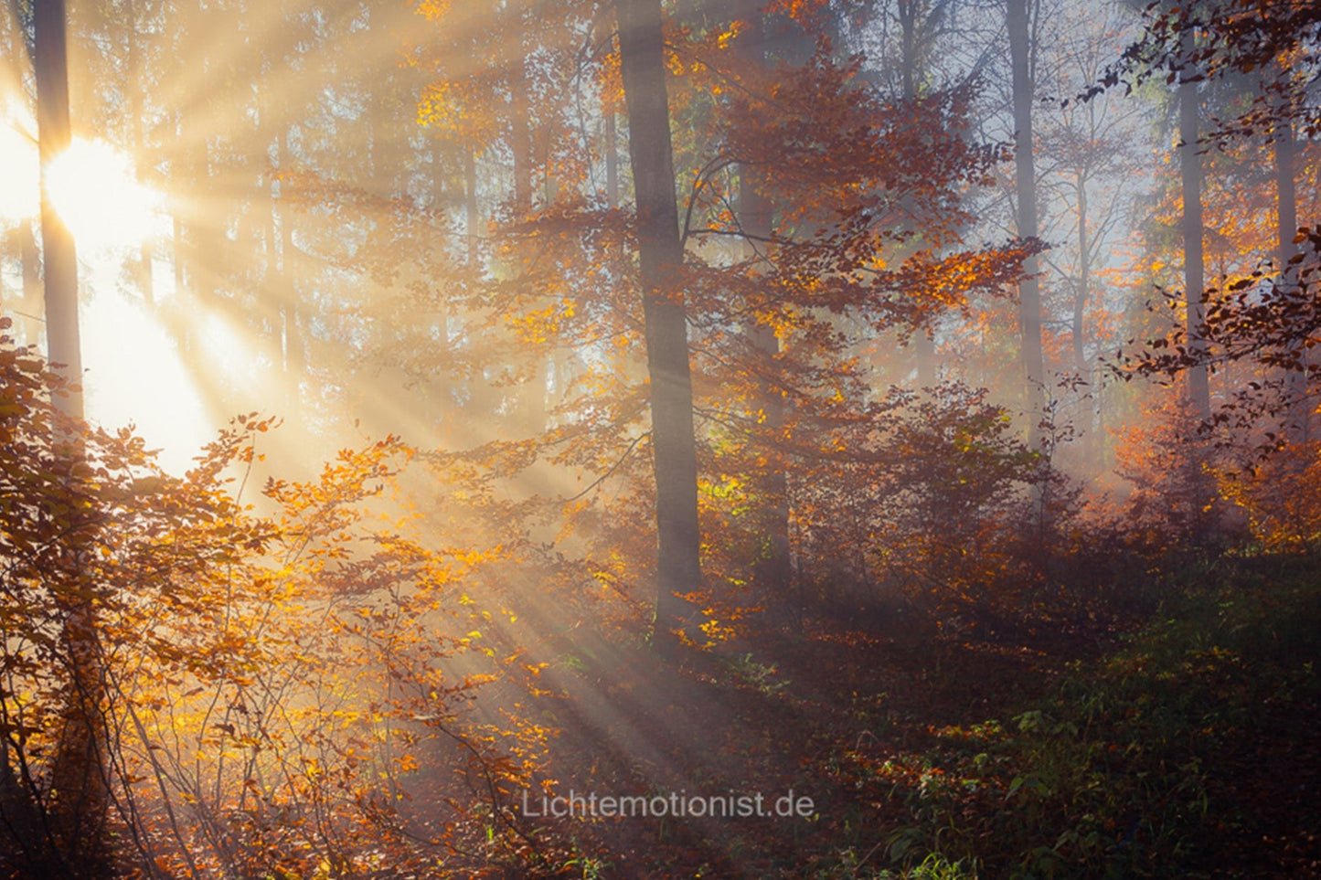 Sonne durchbricht Nebel im Herbstwald