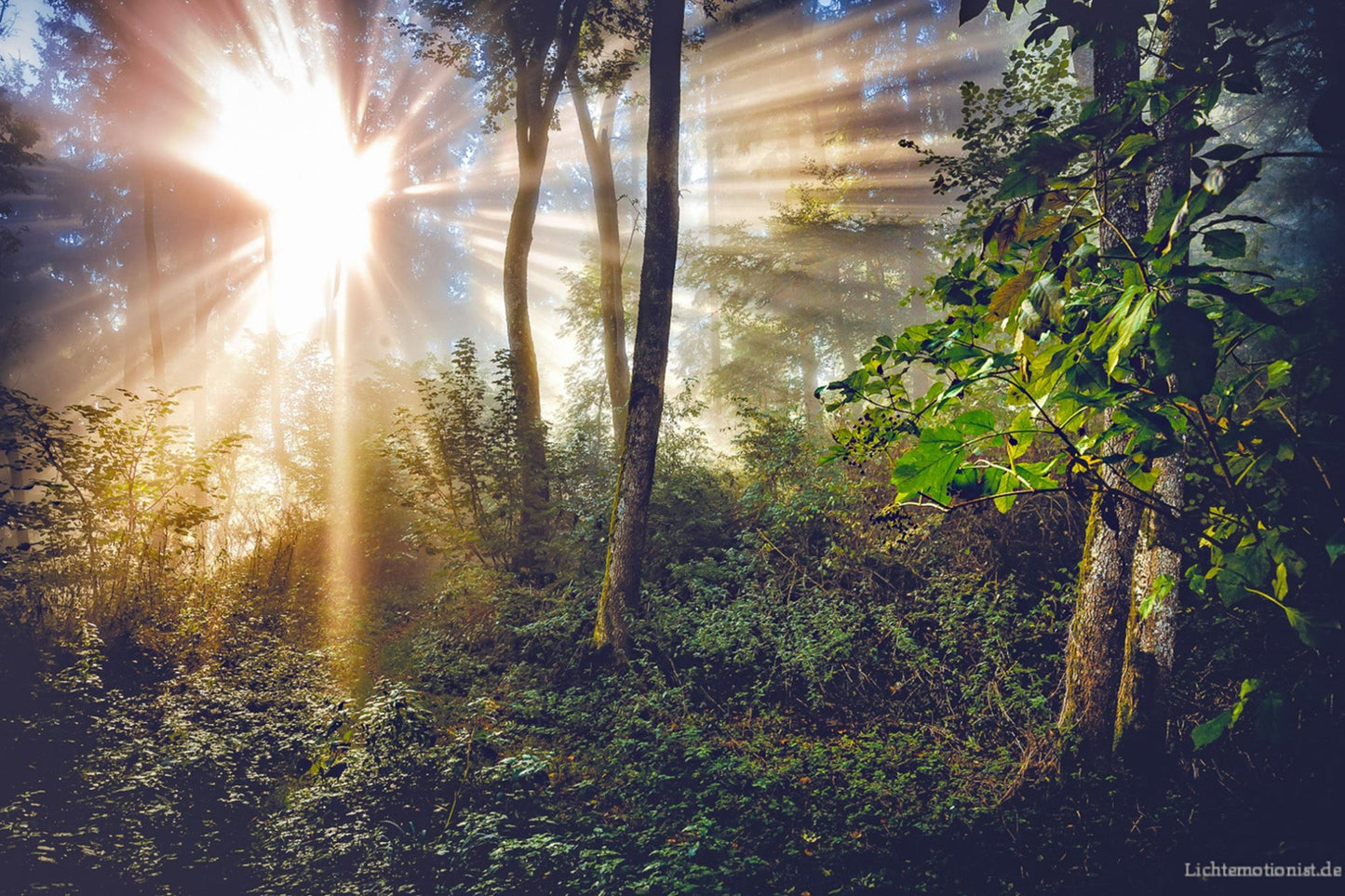 Sonne durchbricht den Nebel im Herbstwald