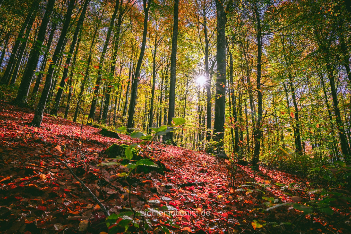 Sonnenstern im Herbstwald