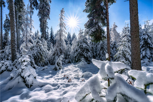 Sonnenstern über Winterwunderland