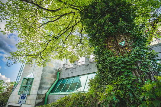 Baum und Stadtbibliothek Donaueschingen