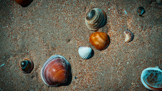 Farben der Muscheln