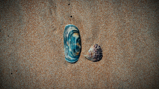 Zwei Muscheln im Dialog