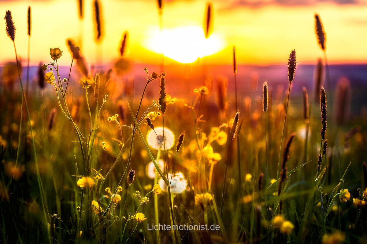 Blühende Wiese im Sonnenuntergang