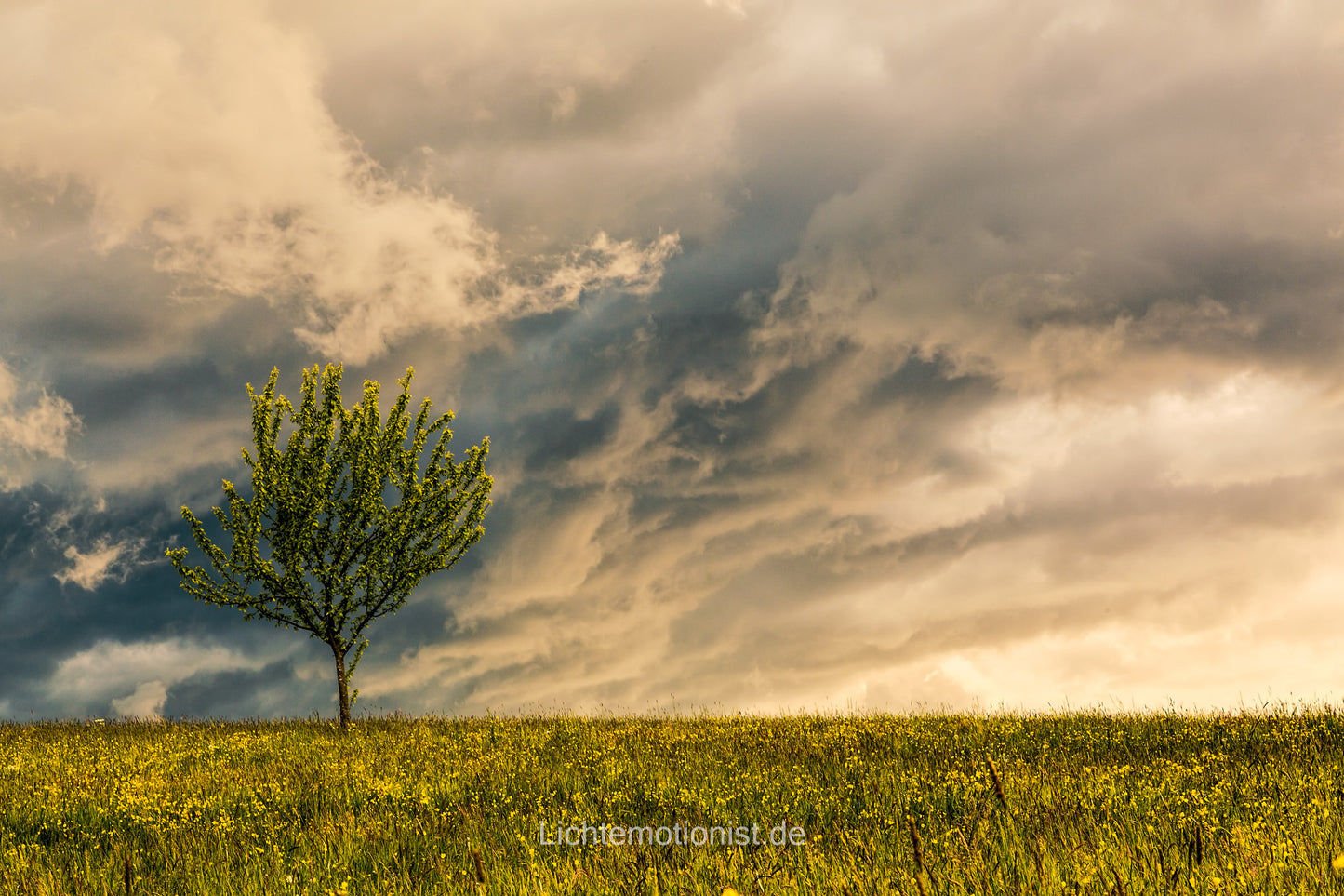 Einsamer Baum unter Gewitterhimmel