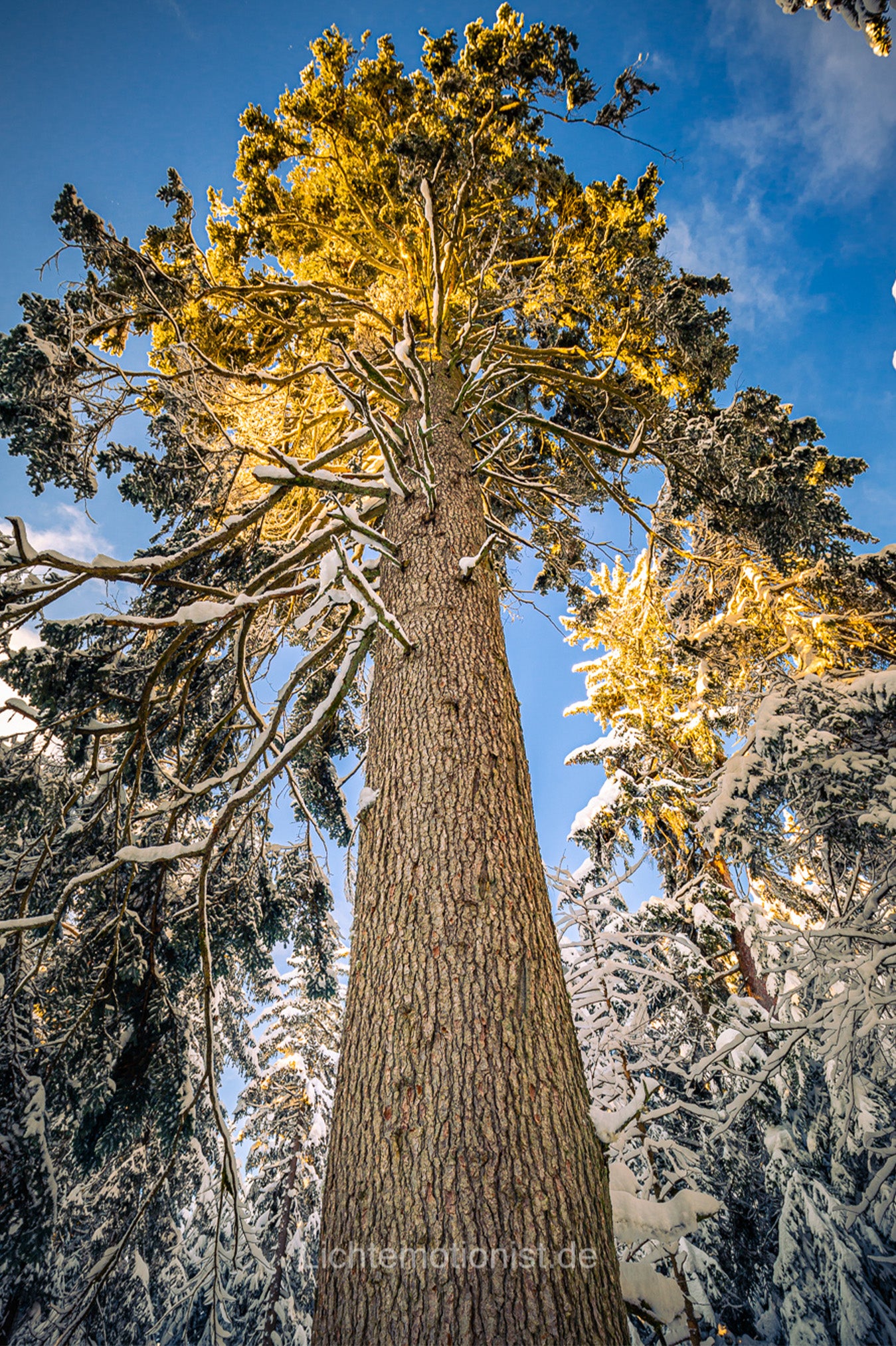 Schneebepuderter Baum