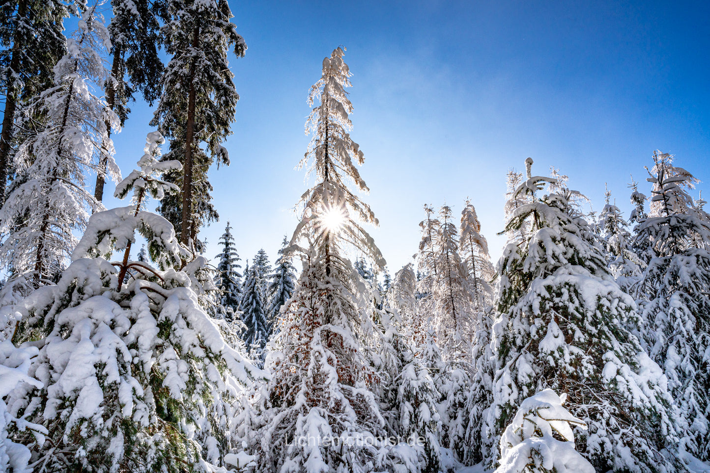 Schneebedeckte Bäume