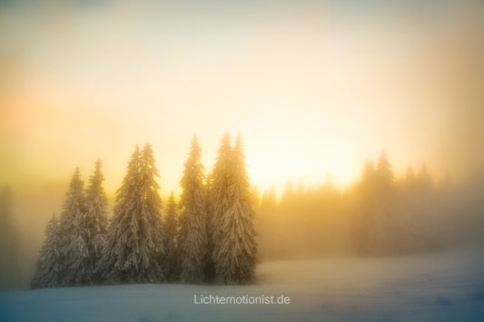 Baumgruppe im Goldenen Nebellicht