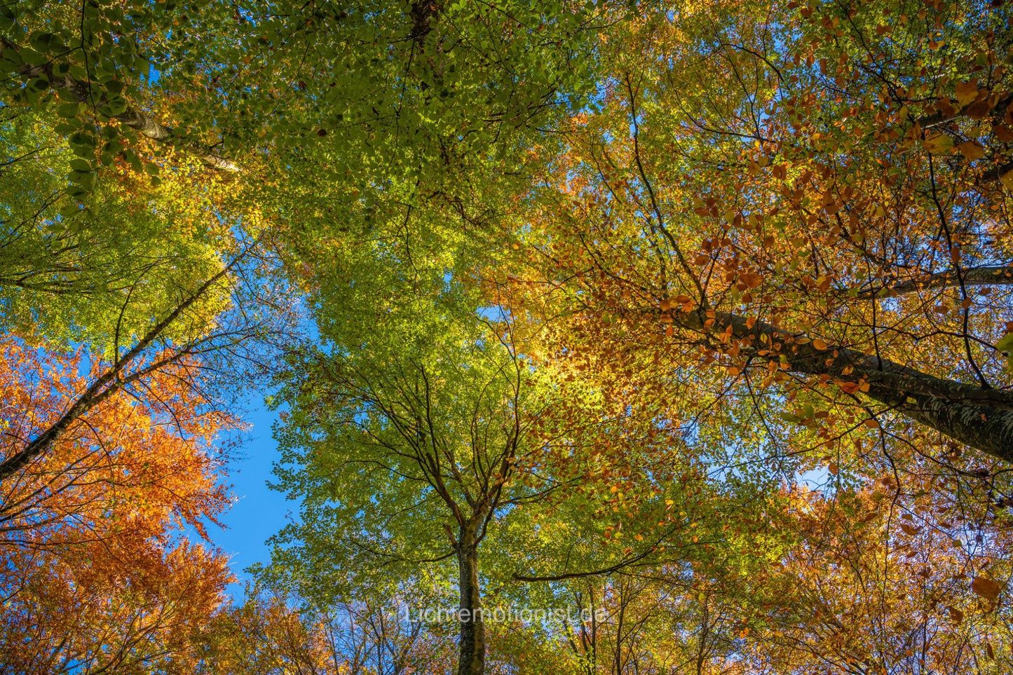 Bunte Herbstblätter