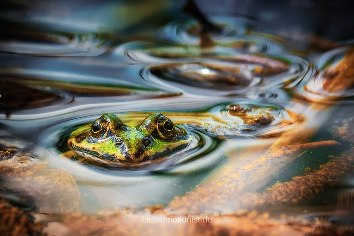 Froschblick - Der stille Beobachter
