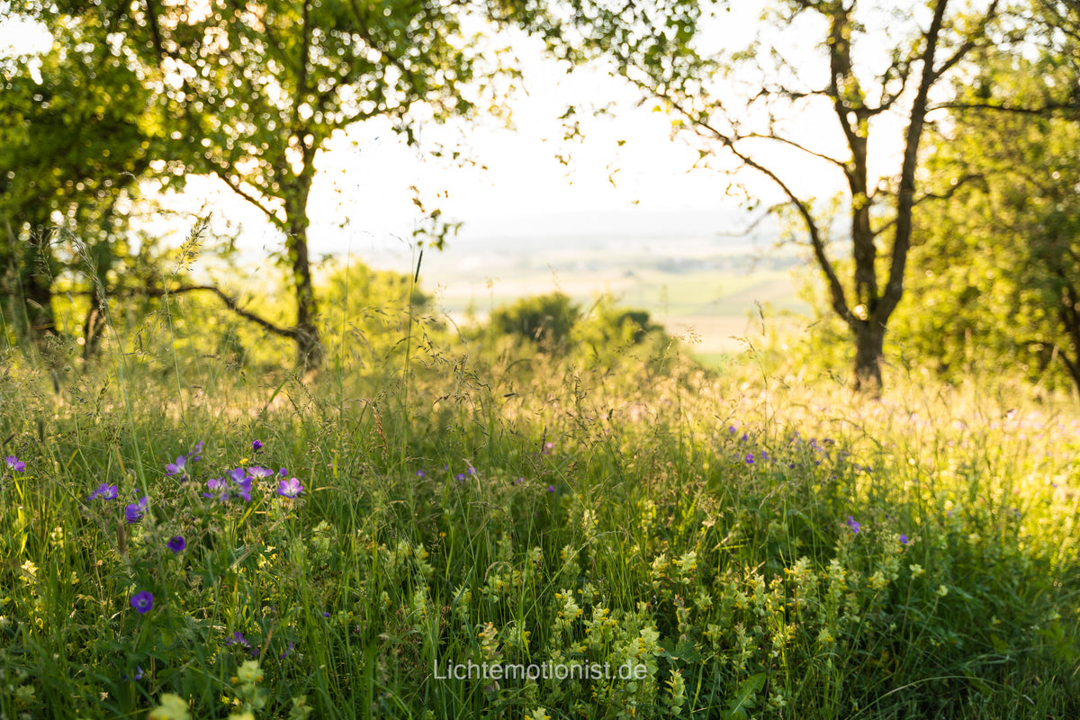 Blumenwiese im Sonnenlicht
