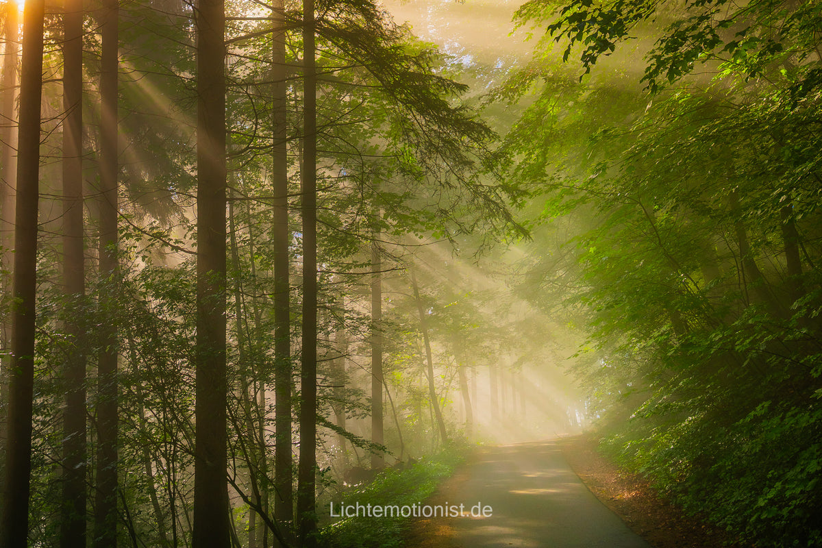Zauberhaftes Morgenlicht im Wald (5)
