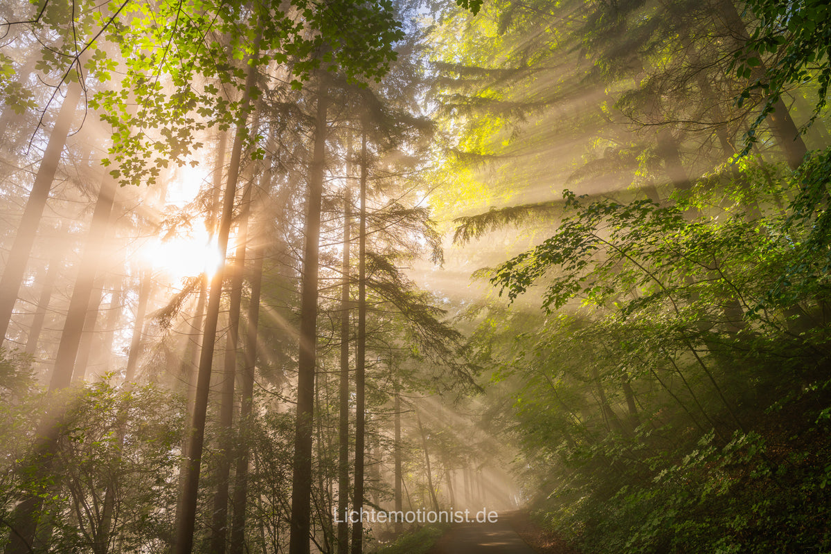 Zauberhaftes Morgenlicht im Wald (4)
