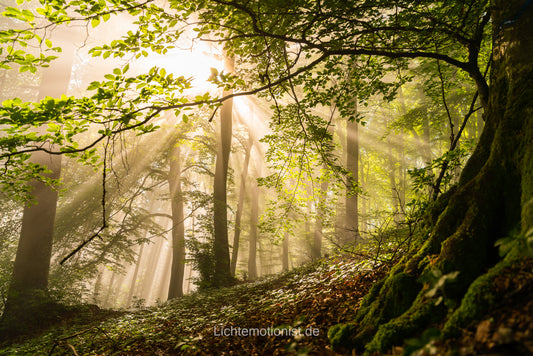 Mystisches Morgenlicht im Wald