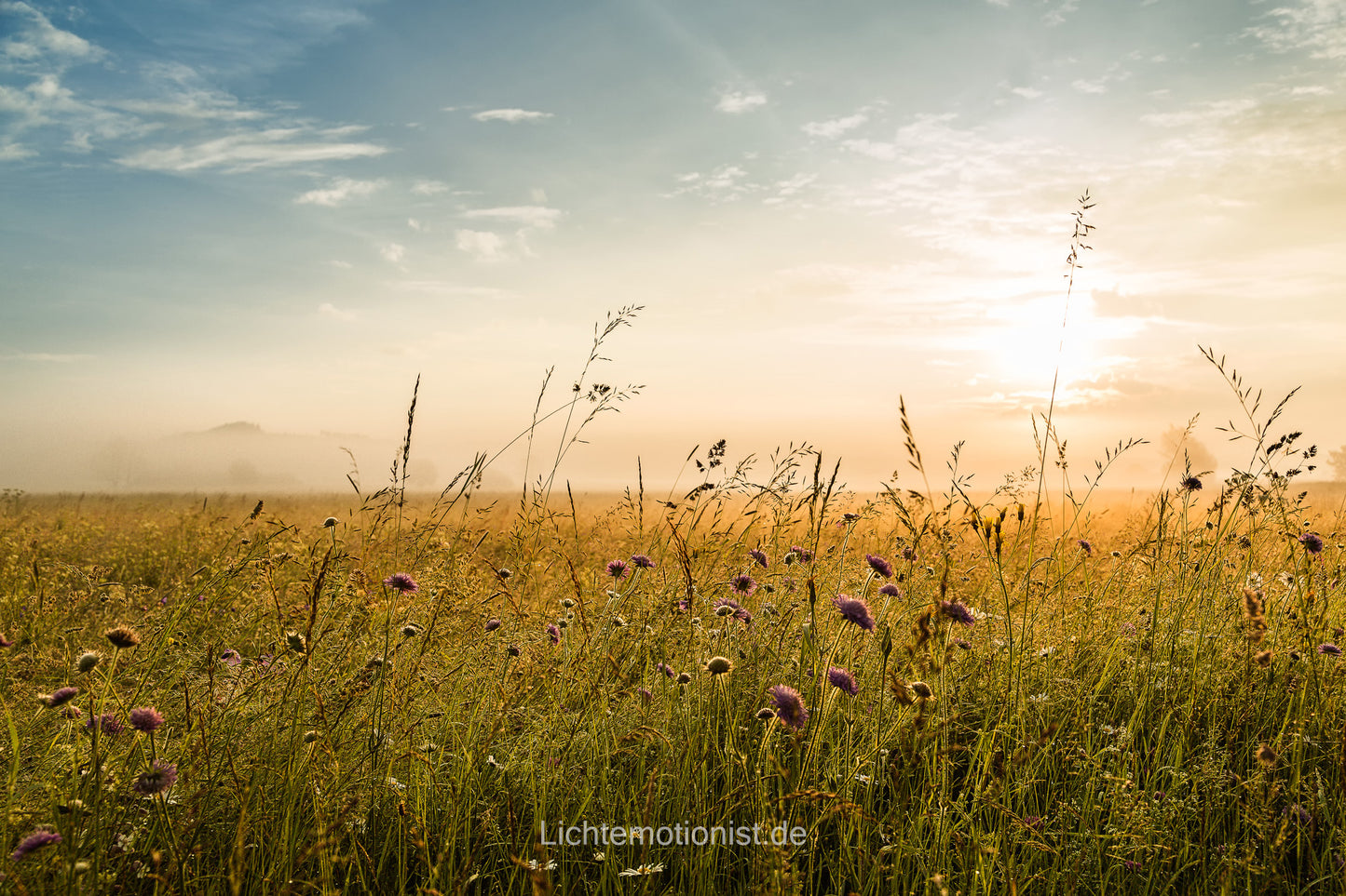 Frühlingserwachen im Morgenlicht