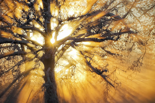 Mystischer Wintermorgen – Der Beginn einer fotografischen Leidenschaft