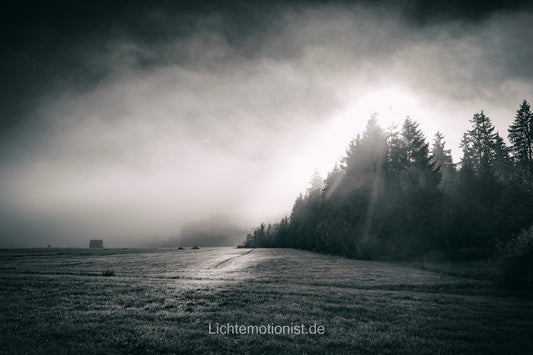 Morgennebel am Waldrand in Schwarz-Weiß