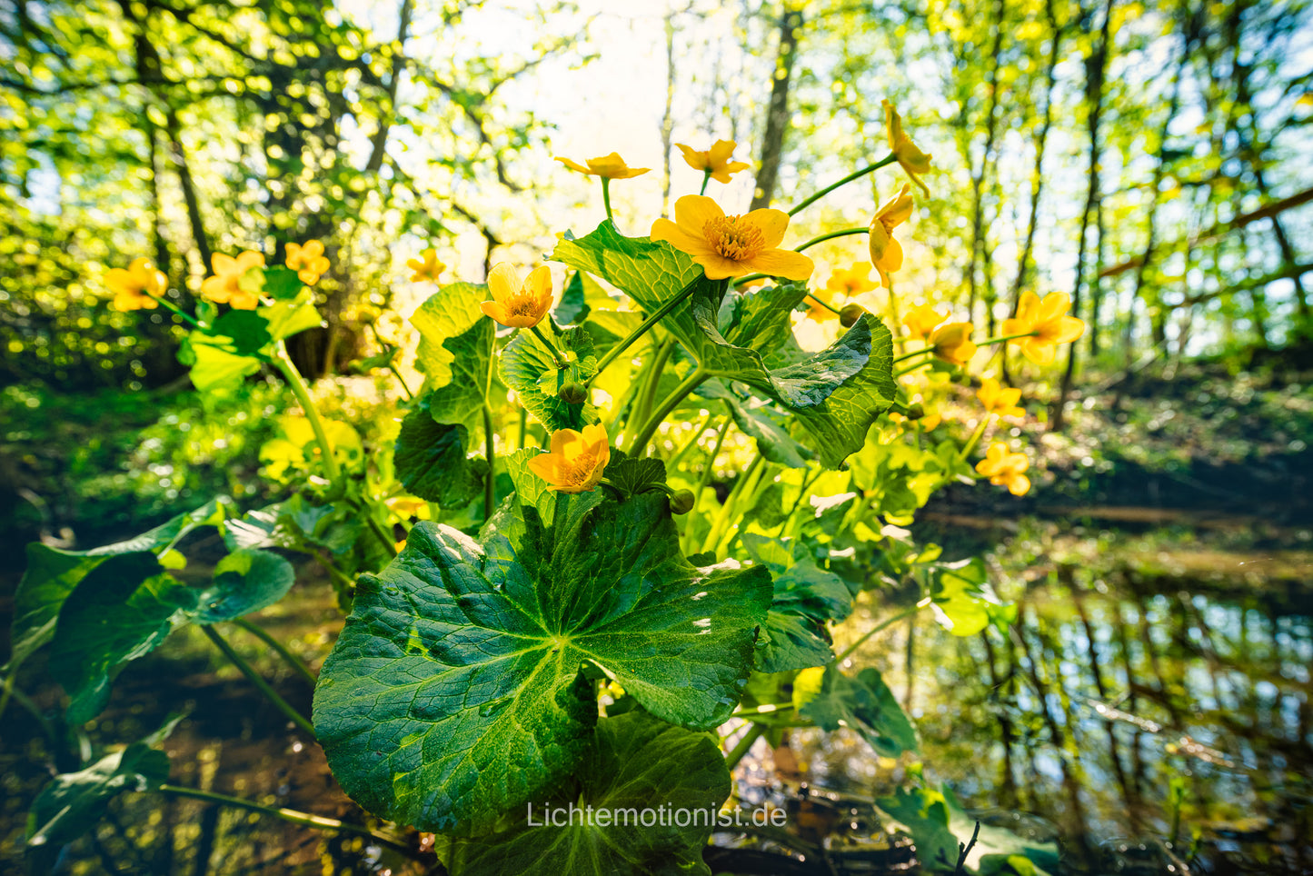 Frühling, Wasser, Atmosphäre