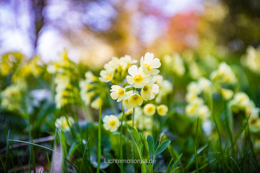 Schlüsselblumen im Frühling