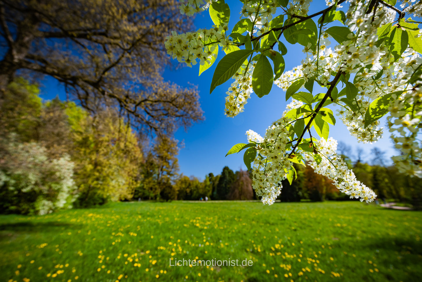 Frühlingserwachen im Park