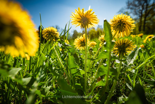 Frühling aus Ameisenperspektive