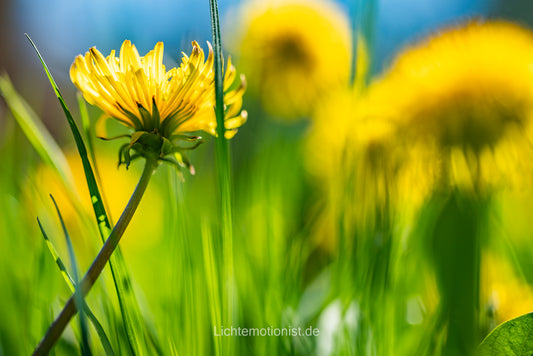 Strahlende Löwenzahnblüte im Sonnenlicht